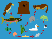 food chain - Year 5 - Quizizz