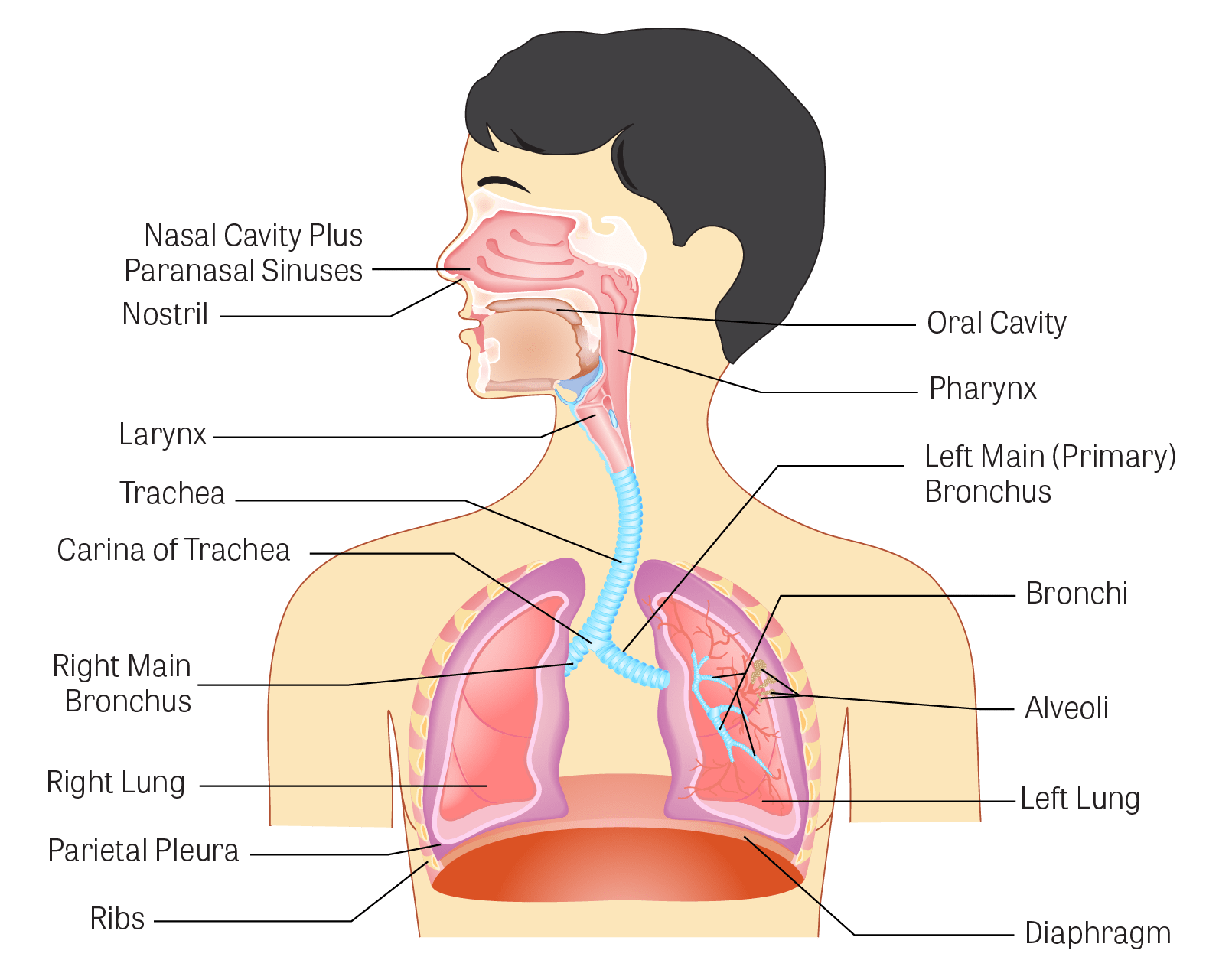 the-respiratory-system-human-anatomy-quiz-quizizz