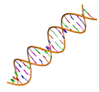 Struktura i replikacja DNA - Klasa 8 - Quiz