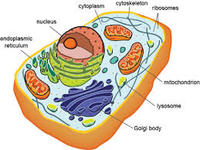 plant and animal cell - Year 6 - Quizizz