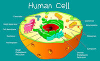 chromosome structure and numbers - Grade 10 - Quizizz