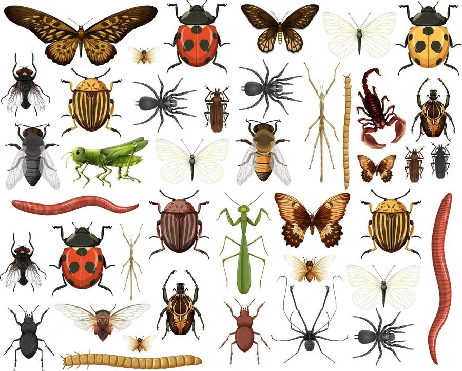 Insects Everywhere Questions & Answers For Quizzes And Tests - Quizizz