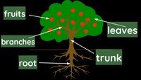 evolution and the tree of life Flashcards - Quizizz