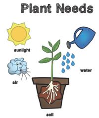 plant parts and their functions - Grade 1 - Quizizz