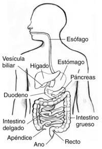 los sistemas digestivo y excretor - Grado 8 - Quizizz