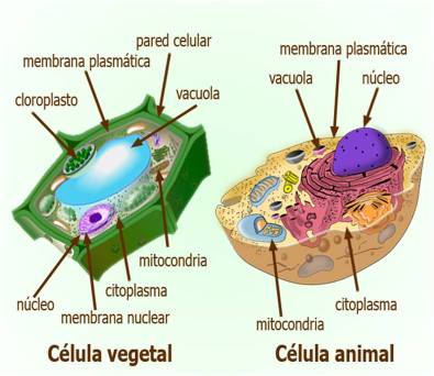 prokariota dan eukariota - Kelas 3 - Kuis