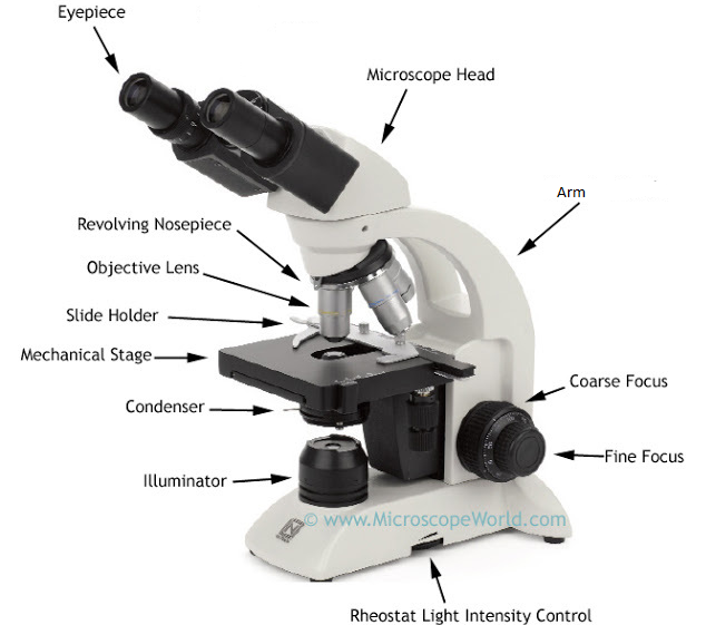 oil immersion