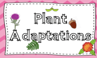 plant biology - Grade 3 - Quizizz