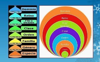 filogenia - Grado 9 - Quizizz