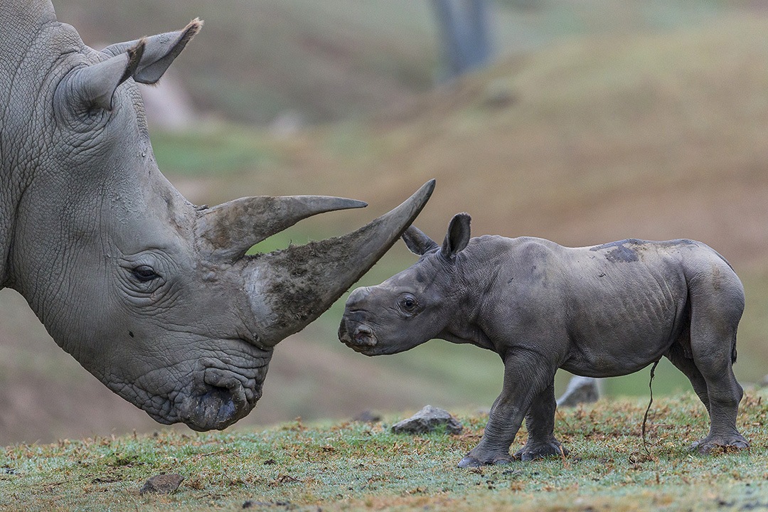 Rhinoceros Quiz | Fun Quiz - Quizizz