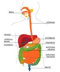 los sistemas digestivo y excretor Tarjetas didácticas - Quizizz