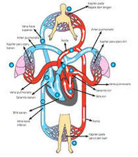 Arteri pulmonalis ditunjukkan oleh nomor