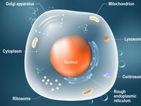 the cell membrane - Class 6 - Quizizz