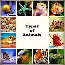 Types of animals | Science - Quizizz