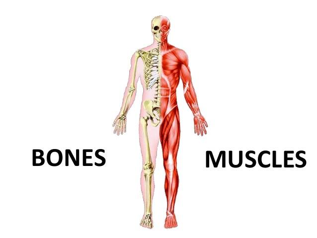 Bone and Muscle Review | Science Quiz - Quizizz