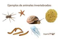 vertebrados e invertebrados - Grado 8 - Quizizz