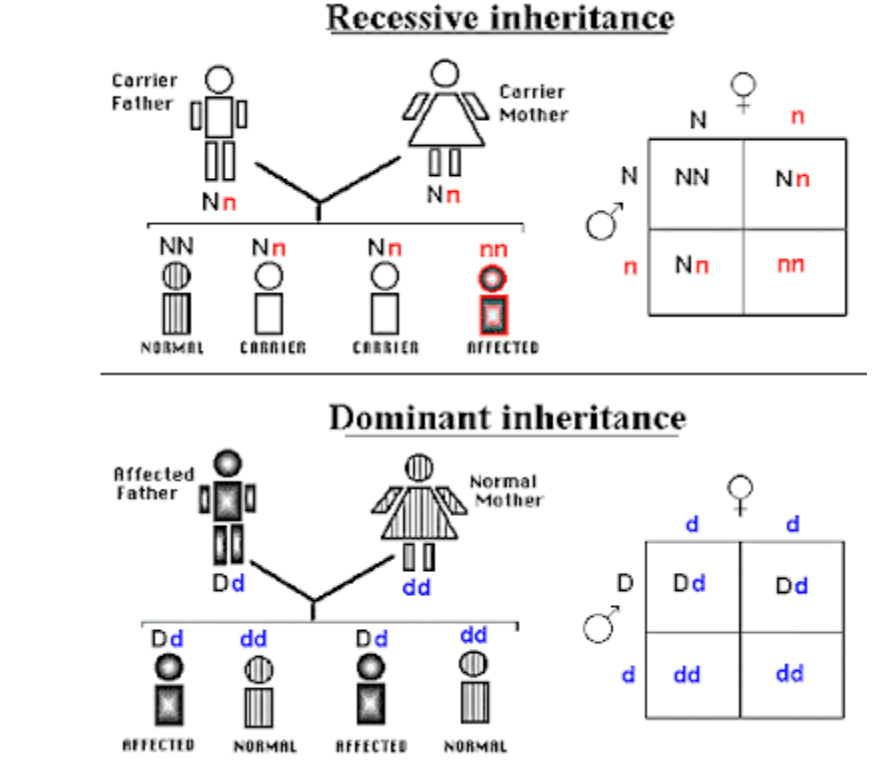 genetics Flashcards - Quizizz