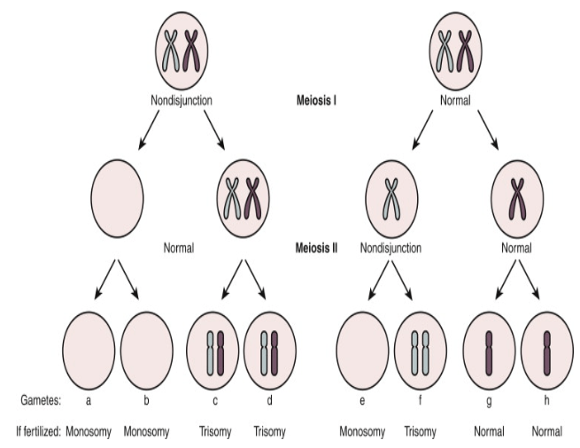 Non-disjunction | Biology Quiz - Quizizz