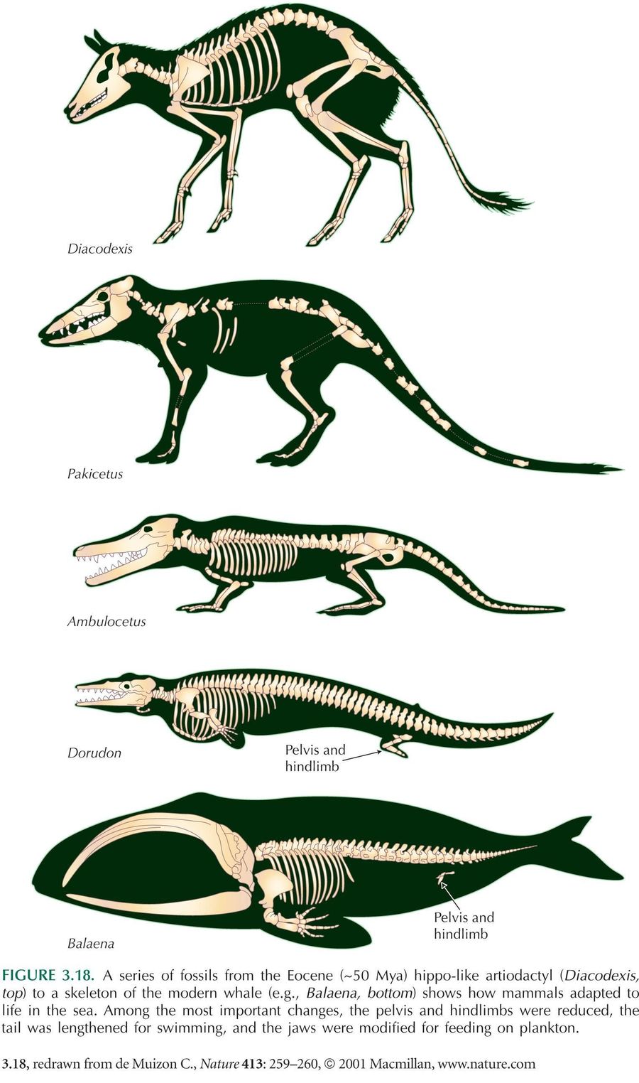 evidence-of-evolution-biology-quizizz