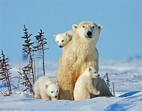 Polar bears | English Quiz - Quizizz