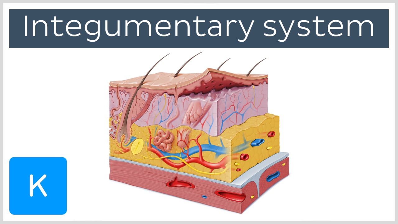 Hair, Glands, and Nails Quiz questions & answers for quizzes and tests ...