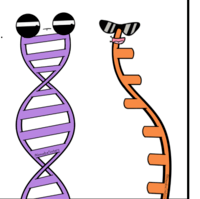 Amoeba Sisters Video Recap DNA Vs RNA Protein Synthesis 169 Plays 