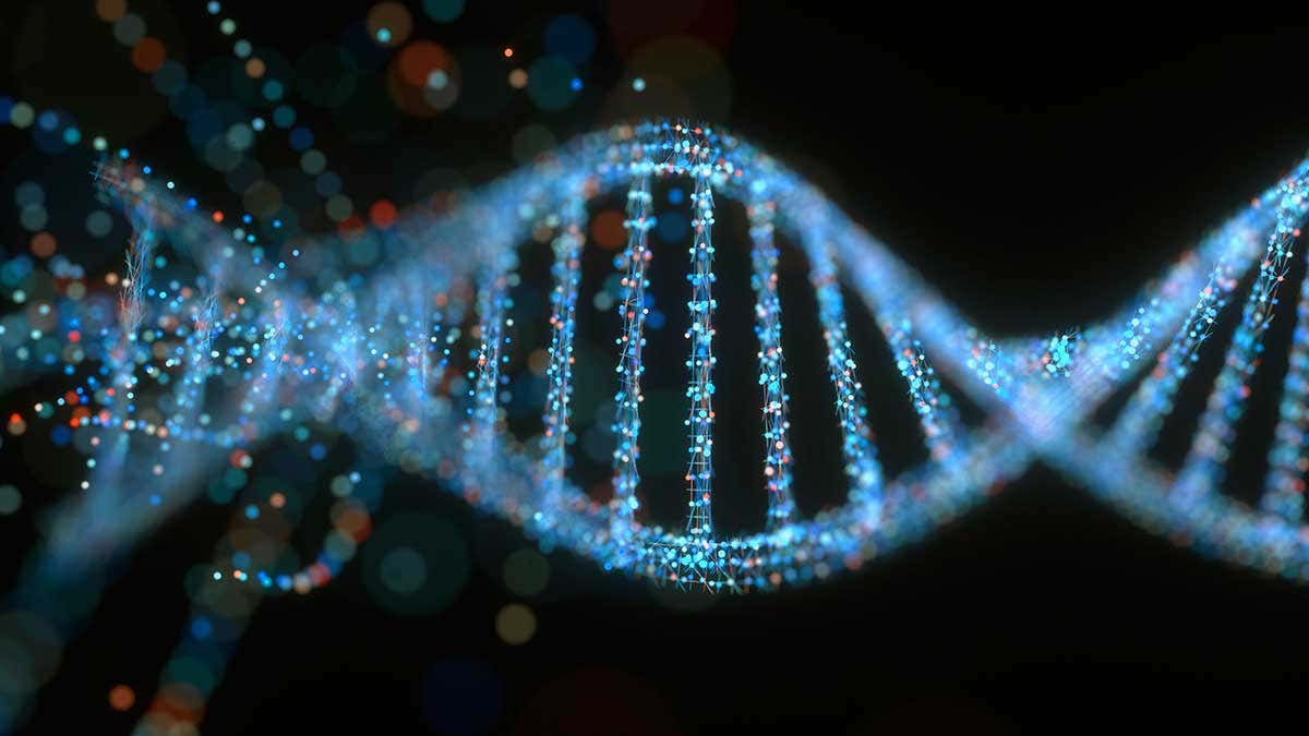 Inheritance & Genetic Variation Review