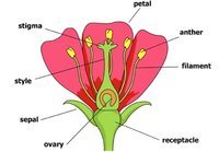 Parts Of A Flower Science Quizizz