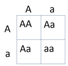 Genetics & Punnett Squares