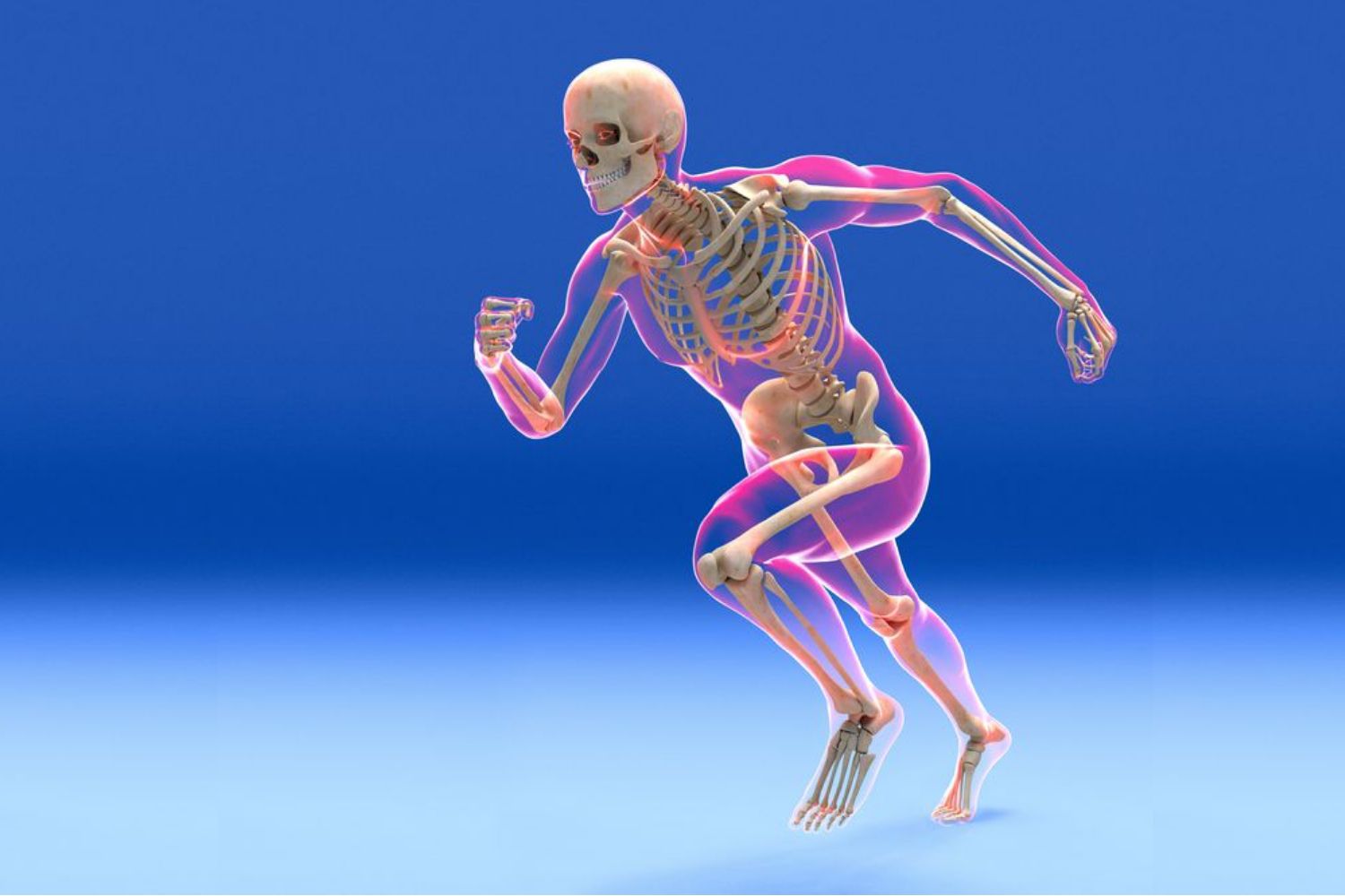 The Skeletal System | Quizizz