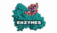enzimas - Grado 8 - Quizizz