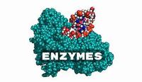 enzymes - Class 8 - Quizizz