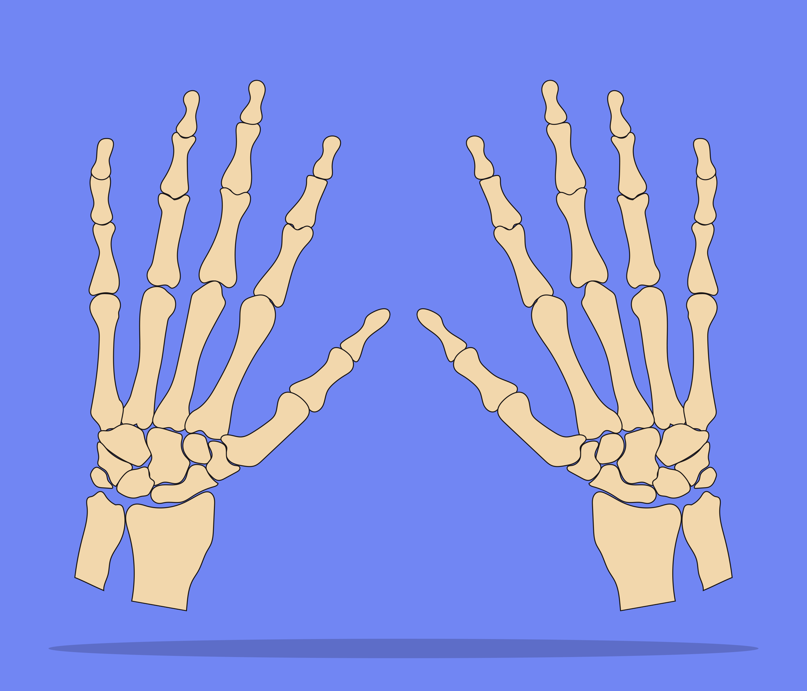 Membros Superiores (Osteologia)