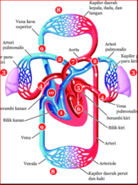 sistem peredaran darah dan pernapasan Kartu Flash - Quizizz