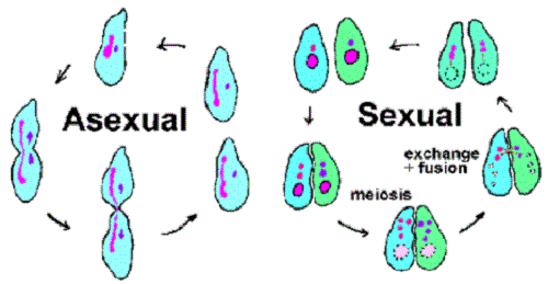 Asexual And Sexual Reproduction 160 Plays Quizizz 0925