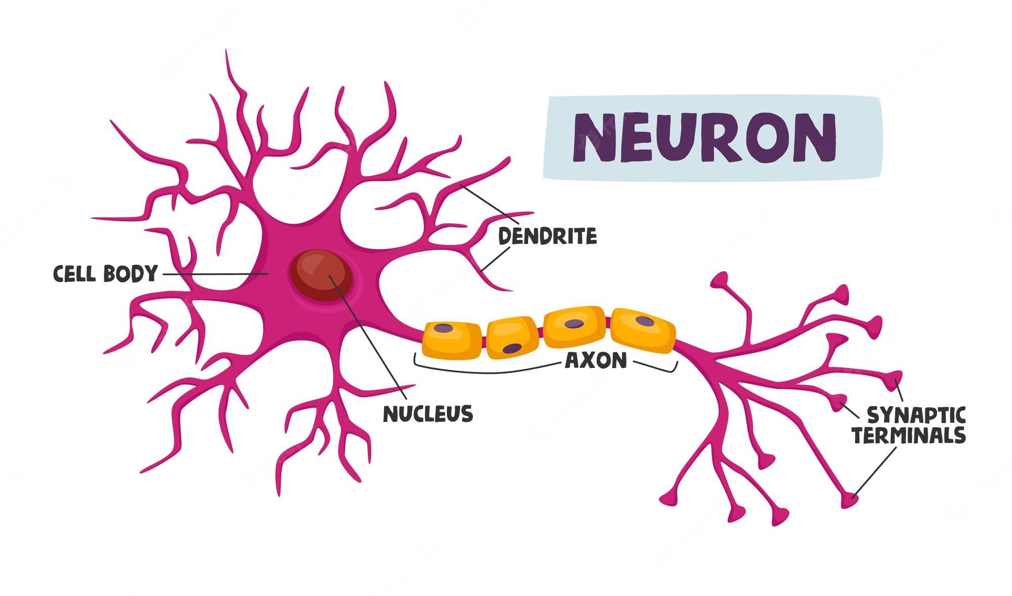 the nervous and endocrine systems - Class 12 - Quizizz