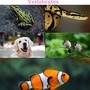 Vertebrates