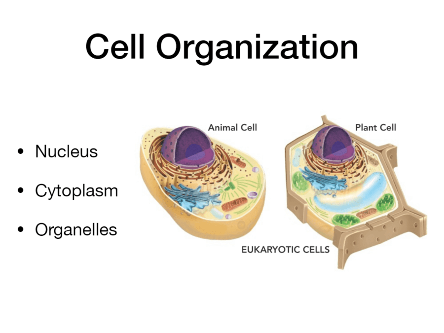 Section  Cell Structure | Biology - Quizizz