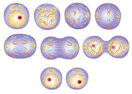 cell division - Class 6 - Quizizz