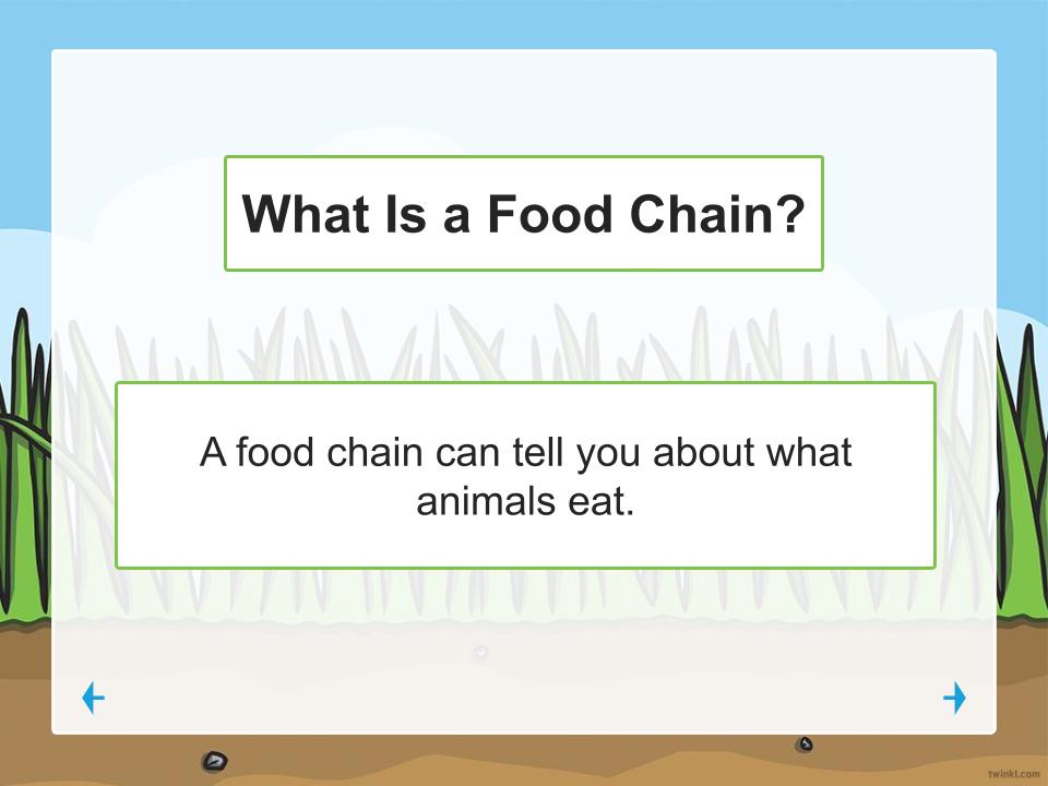 food chain - Year 1 - Quizizz