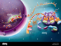 rna and protein synthesis - Year 5 - Quizizz