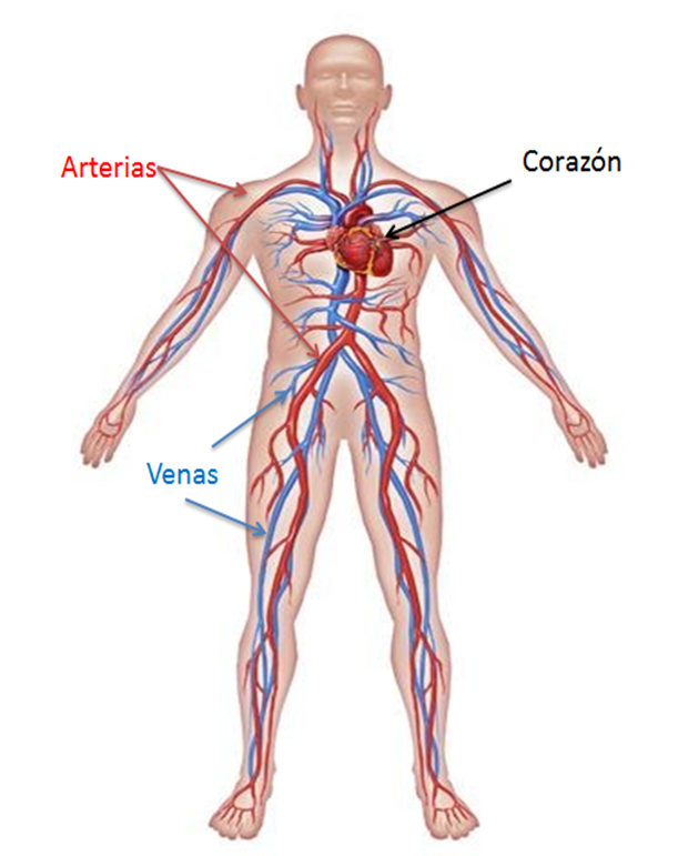 aparato circulatorio | Science - Quizizz