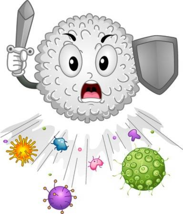 the immune system - Year 7 - Quizizz
