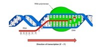 síntese de rna e proteína - Série 9 - Questionário