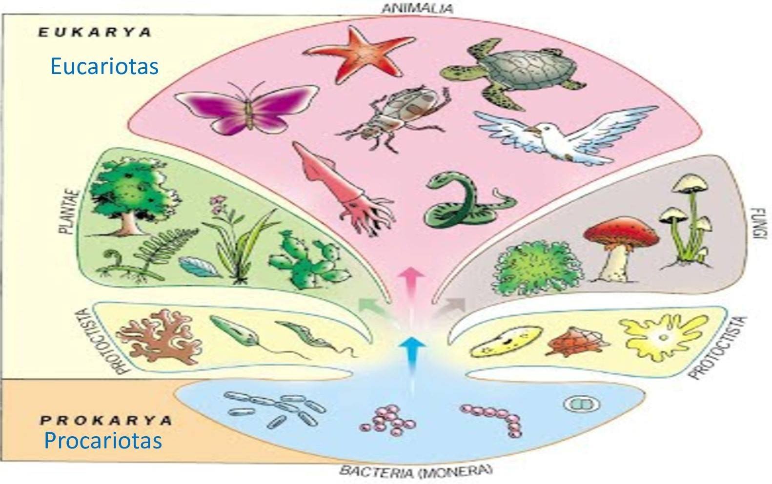 Los Reinos Biológicos 