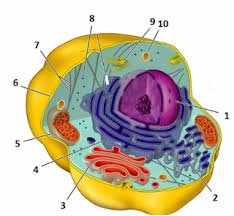 Sel Kd 3 1 Biology Quiz Quizizz