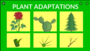 Plant Adaptations