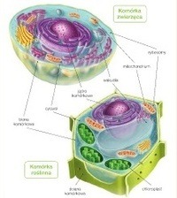 błona komórkowa - Klasa 5 - Quiz