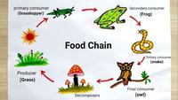 food chain - Year 6 - Quizizz