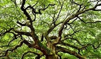 evolution and the tree of life - Year 9 - Quizizz